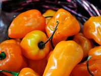 orange peppers 9292